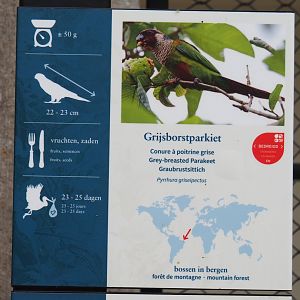 Signage Grey-breasted parakeet/Grey-breasted conure, 2020-05-24