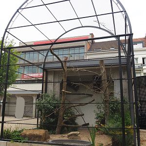 Reconstruction of 1856 raptor aviaries as parrot aviaries - Aviary Lilacine amazon, 2020-05-24