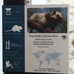 Signage Northern Luzon giant cloud rat, 2020-05-24