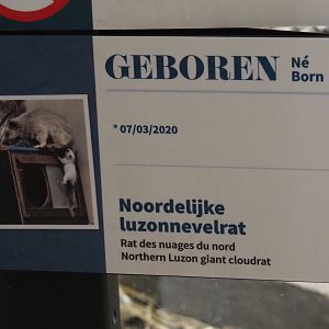 Birth sign Northern Luzon giant cloud rat, 2020-05-24