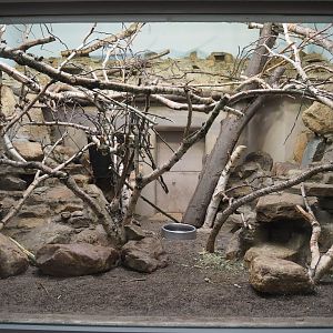 Northern Luzon giant cloud rat exhibit, 2020-05-24