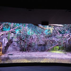 American alligator exhibit, 2020-06-28