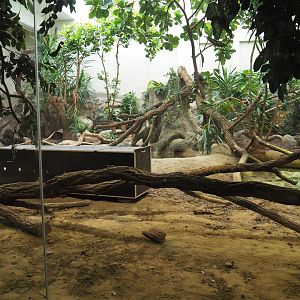 Komodo dragon exhibit with transport crate of new Komodo dragon, 2020-06-28