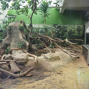 Komodo dragon exhibit with transport crate of new Komodo dragon, 2020-06-28