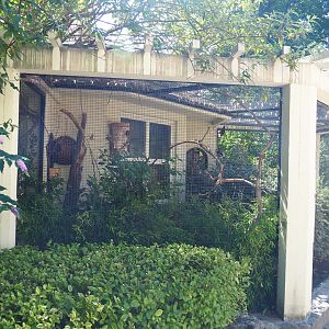 Aviary Common hill myna and White-rumped shama thrush, 2020-06-28