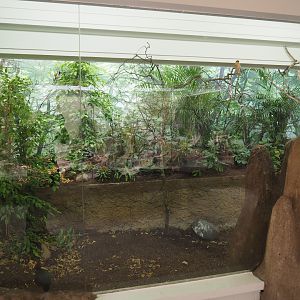 Bird house - Aviary Brahminy starling, Red-whiskered bulbul and Crested wood partridge,  2020-06-28