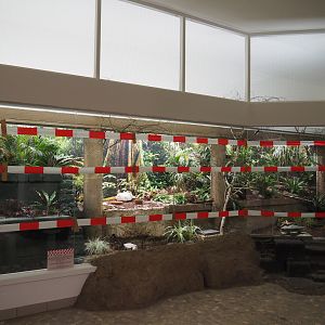 Bird house - Asian mixed indoor aviary with safety tape for new birds, 2020-06-28