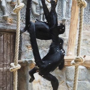 Juvenile Colombian black spider monkeys playing (Ateles fusciceps rufiventris), 2020-05-24