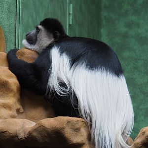 Mantled Colobus (Colobus guereza), 2020-05-24