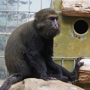 Juvenile Hamlyn's monkey (Cercopithecus hamlyni), 2020-05-24