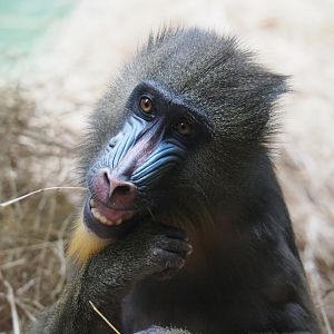 Mandrill (Mandrillus sphinx), 2020-05-24