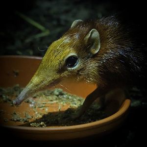 Black-and-rufous elephant shrew (Rhynchocyon petersi), 2020-05-24