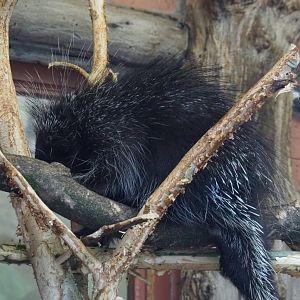 North American porcupine (Erethizon dorsatum), 2020-05-24