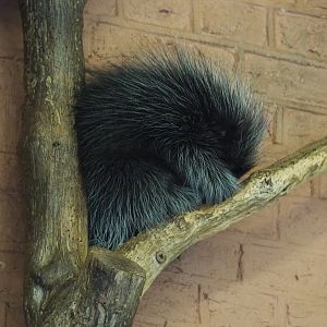 North American porcupine (Erethizon dorsatum), 2020-05-24