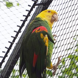 Double yellow-headed amazon (Amazona oratrix oratrix), 2020-05-24