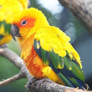 Sun conure (Aratinga solstitialis), 2020-05-24