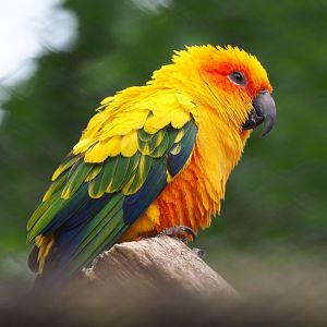 Sun conure (Aratinga solstitialis), 2020-05-24