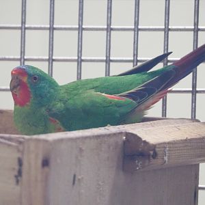 Swift parrot (Lathamus discolor), 2020-05-24