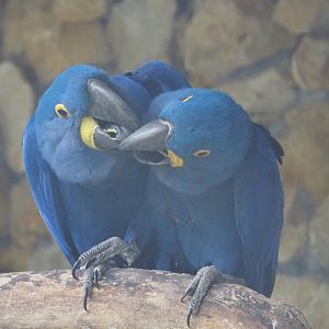 Hyacinthine macaw pair (Anodorhynchus hyacinthinus), 2020-05-24