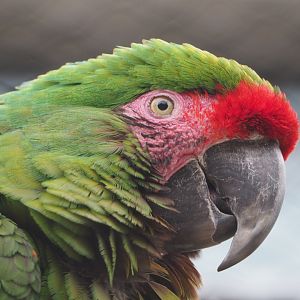 Mexican military macaw (Ara militaris mexicana), 2020-05-24