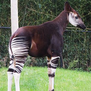 Okapi (Okapia johnstoni), 2020-05-24