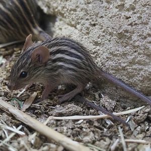 Barbary striped grass mouse (Lemniscomys barbarus), 2020-05-24