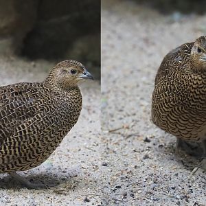 Female Madagascar partridge (Margaroperdix madagarensis), 2020-05-24