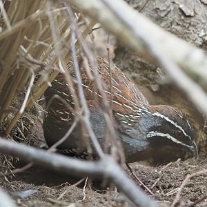 Male Madagascar partridge (Margaroperdix madagarensis), 2020-05-24