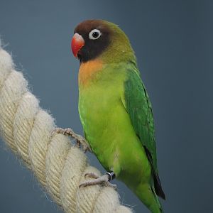 Black-cheeked lovebird (Agapornis nigrigenis), 2020-05-24