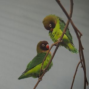 Black-cheeked lovebirds (Agapornis nigrigenis), 2020-05-24