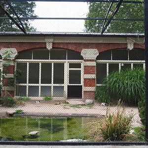 European wader bird aviary, 2020-05-24