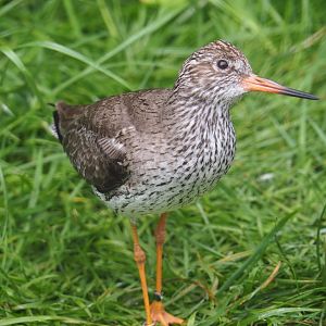 Common redshank (Tringa totanus), 2020-05-24