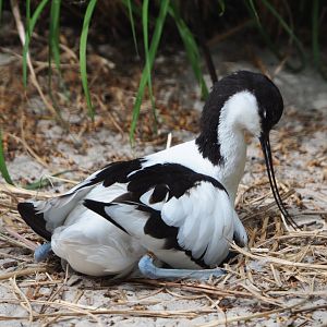 Pied avocet (Recurvirostra avosetta), 2020-05-24