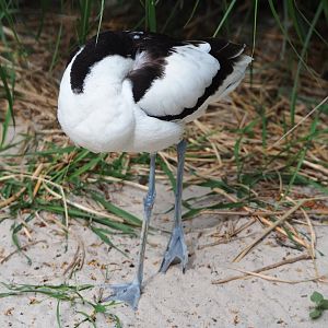 Pied avocet (Recurvirostra avosetta), 2020-05-24