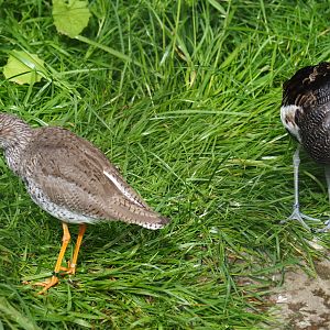 Common redshank (Tringa totanus) and Ruff (Calidris pugnax), 2020-05-24