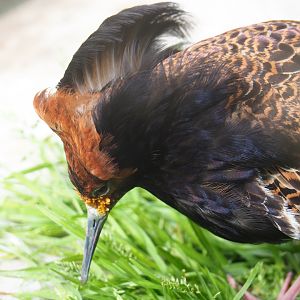 Ruff (Calidris pugnax), 2020-05-24