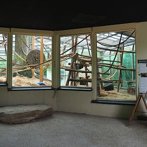 Viewing area Western lowland gorilla and Eastern gorilla indoor exhibit, 2020-05-24