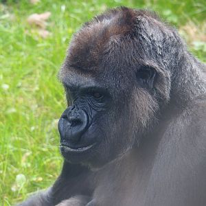 Western lowland gorilla Mambele, 2020-05-24