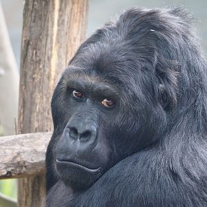 Eastern lowland gorilla Amahoro (Gorilla beringei graueri), 2020-05-24