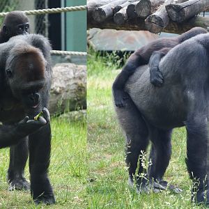 Western lowland gorillas Mayani and Thandie (Gorilla gorilla gorilla), 2020-05-24