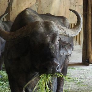 Cape buffalo (Syncerus caffer caffer), 2020-05-24