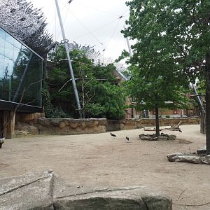 Savanna aviary - Cape buffalo paddock, 2020-05-24