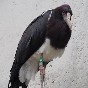 Abdim's Stork (Ciconia abdimii), 2020-05-24