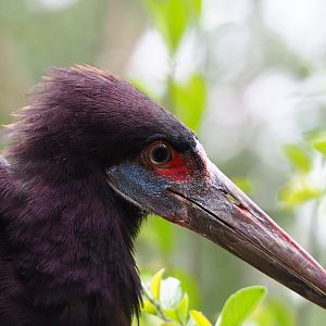 Abdim's Stork (Ciconia abdimii), 2020-05-24