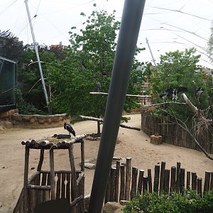 Savanna aviary, 2020-05-24