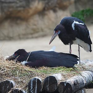 Abdim's stork nest on top of observation hut, 2020-05-24