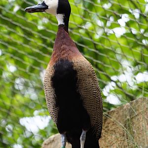 White-faced whistling duck (Dendrocygna viduata), 2020-05-24
