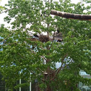 Tree with glossy ibis nests, 2020-05-24
