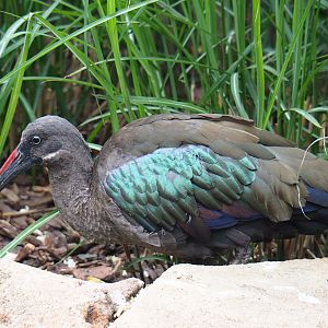 Hadada ibis (Bostrychia hagedash), 2020-05-24