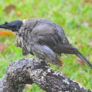 Noisy friarbird after bathing